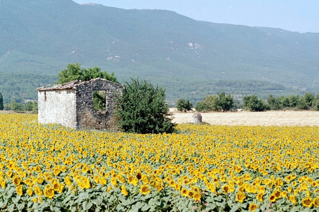 Cultures de Tournesols à Céreste dans le Luberon