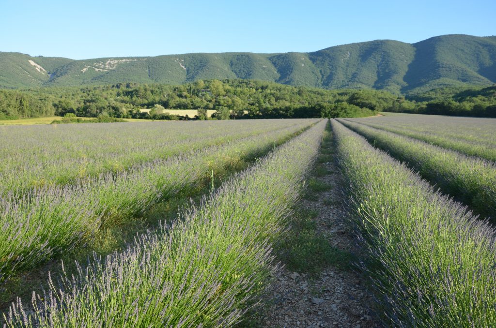 Champs de Lavandes à Céreste et vue sur le Luberon