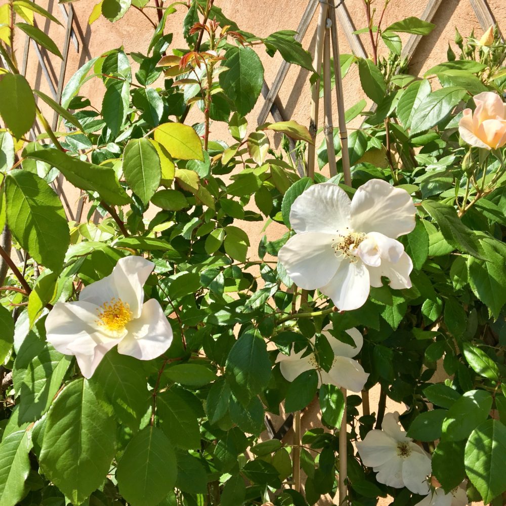 jardin mas des lavandes la bastidonne céreste