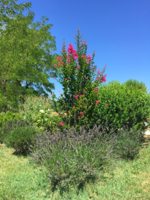 Jardins méditerranéens au domaine de la bastidonne à Céreste dans le Luberon