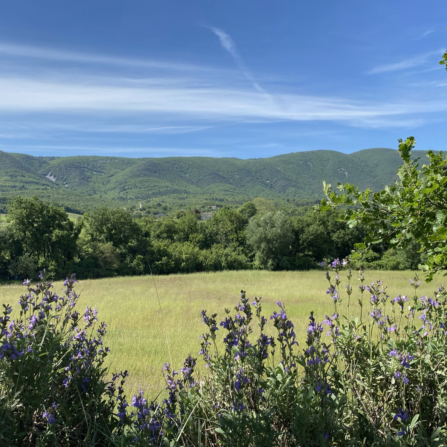 vue sur le luberon mas des lavandes céreste